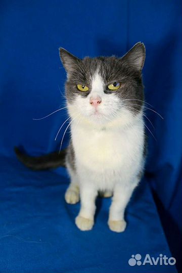 Кошка Соня ищет дом