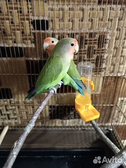 Попугаи неразлучники с клеткой