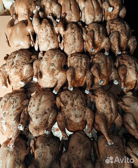 Мясо домашнего бройлера вес от 2 до 3.5 кг.без гмо