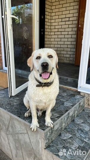 Кобель лабрадора вязка