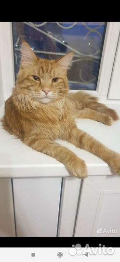 Котята мейн-кун
