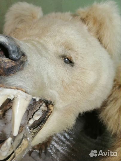 Чучело медведя, имитация животного