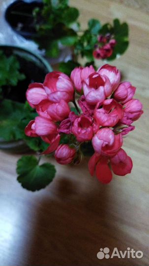 Герань, пеларгония, стапелия