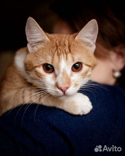 Молодой гладкошерстный котик