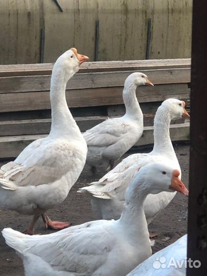 Гуси и инкубационное яйцо в Лобне