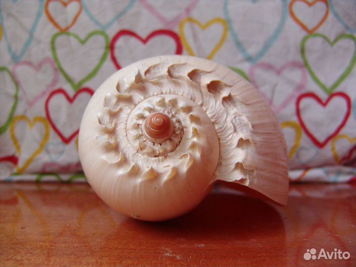 Ракушка декоративная, торг