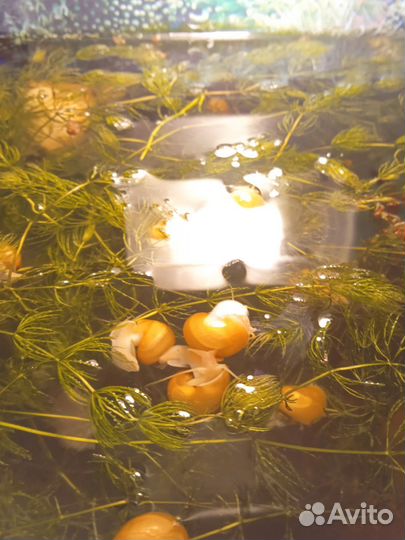 Улитки Ампулярии