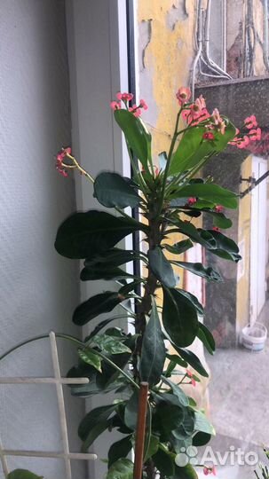 Комнатные цветы