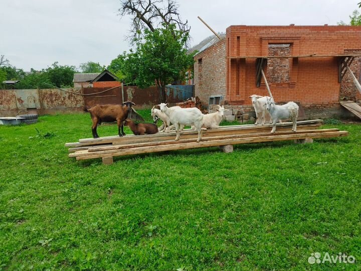 Овцы бараны ягнята оптом