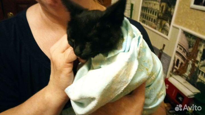 Котёнок в добрые руки