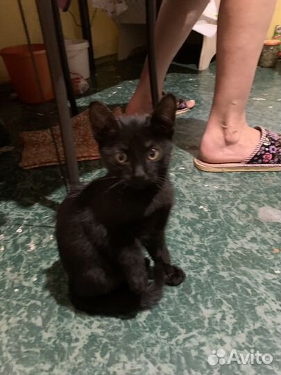 Котёнок в добрые руки