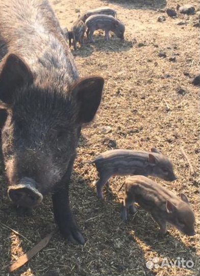 Поросята кармалы