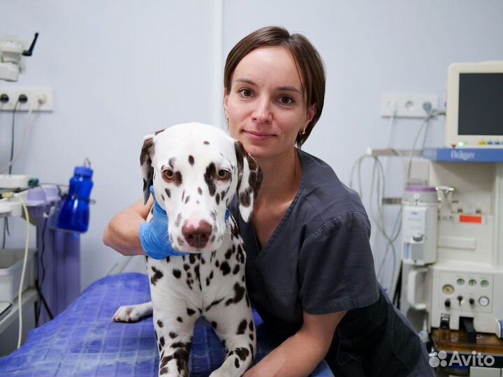 Ветеринарный врач Ветеринарная помощь на дому