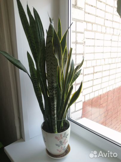 Щучий хвост