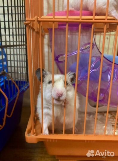 Сирийский хомяк