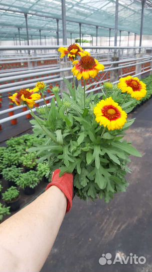 Чернозем,Земля,Перегной 1г,Навоз Коровий,до 30т