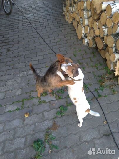 Передержка животных