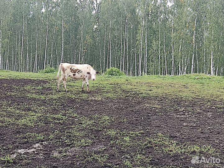 Телка 1.5 года