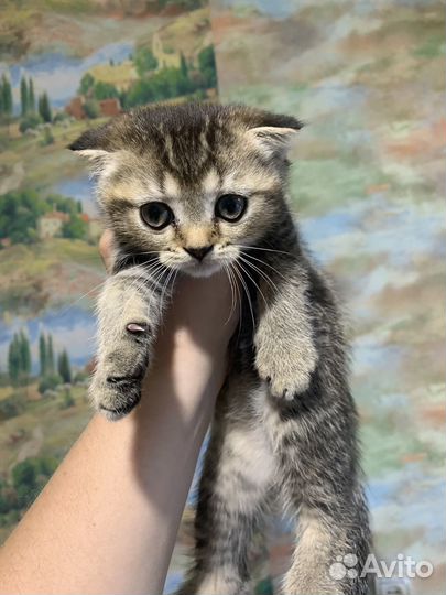 Тикированный котенок