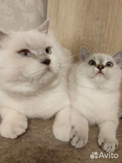 Шотландский котёнок