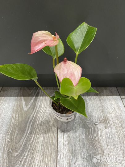 Антуриум матата