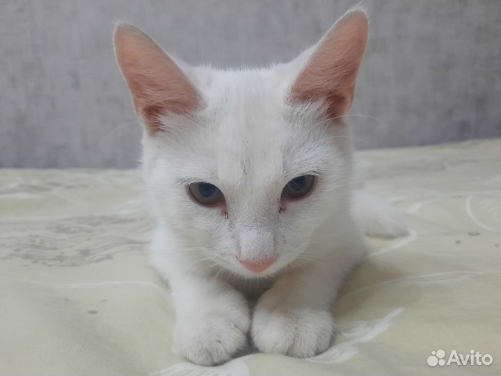 Белый котик