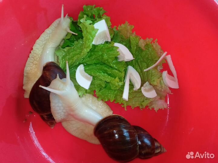 Улитки ахатины