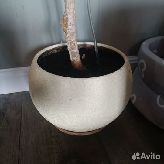 Драцена 1,5 метра