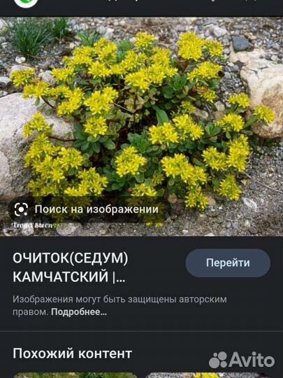 Почвопокровные растения суккуленты