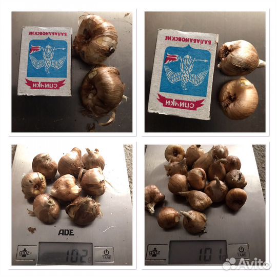 Луковицы фрезии