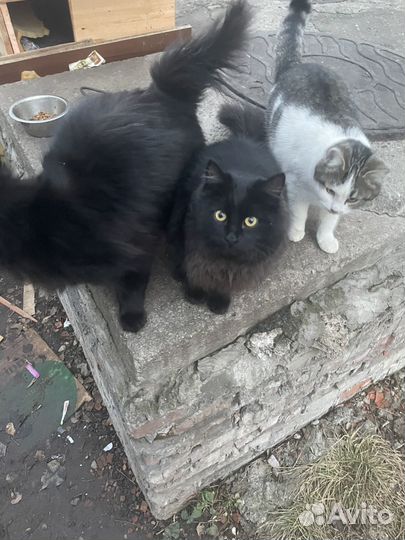 Котята в добрые руки