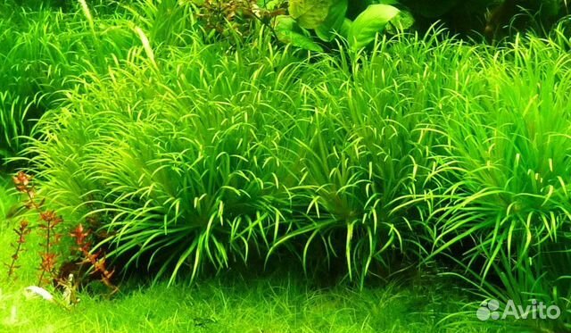 Аквариумное растение Бликса японская объявление продам