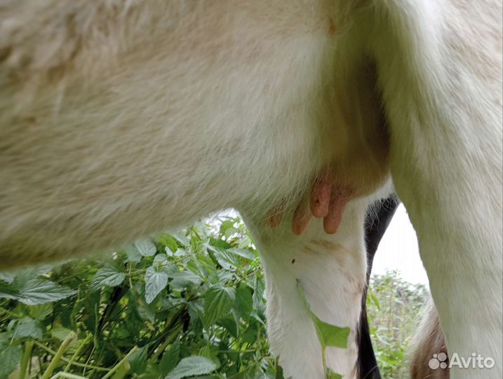 Телка 1.5 года