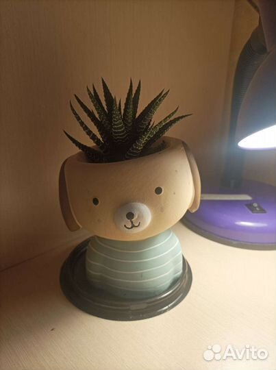 Суккуленты хавортия