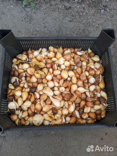 Луковицы тюльпанов