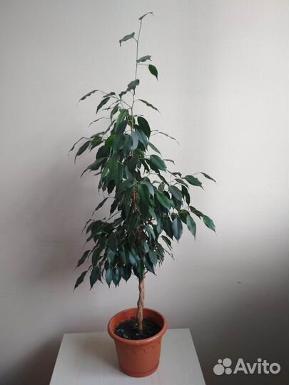 Фикус Бенджамина