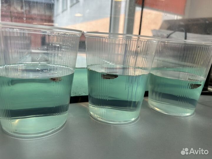 Рыбка петушок