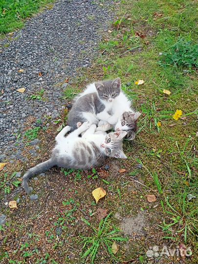 Котята бесплатно
