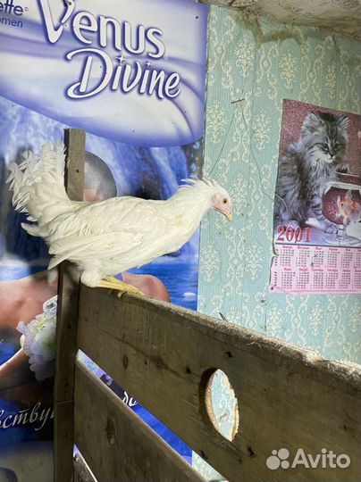 Куры несушки