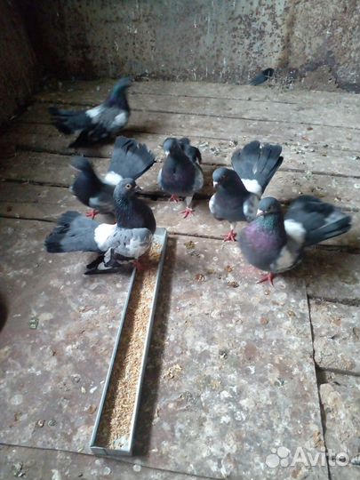 Голуби цариценские