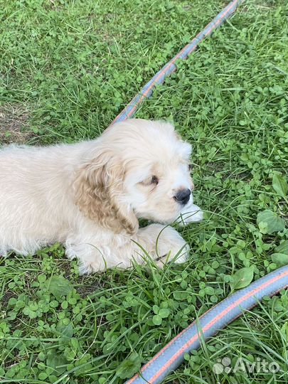 Кокер спаниель