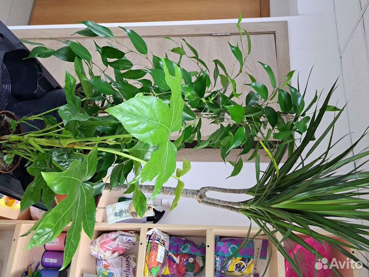 Комнатные растения