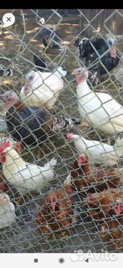 Индюки и индюшки