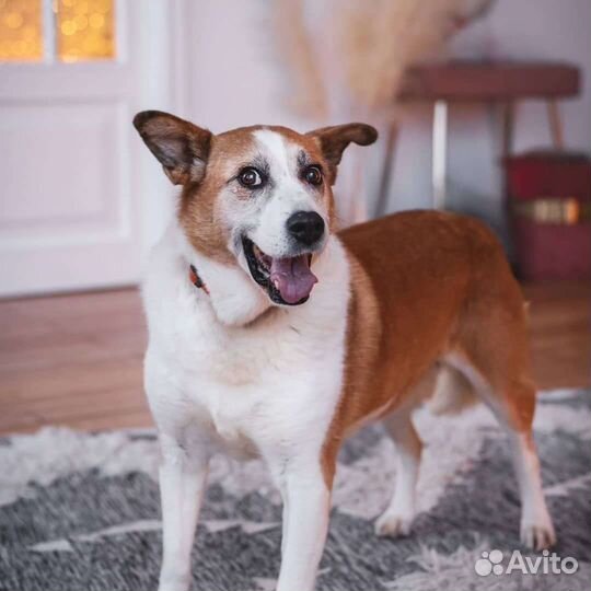 Собака в добрые руки