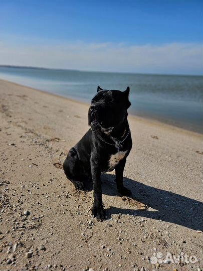 Кане Корсо