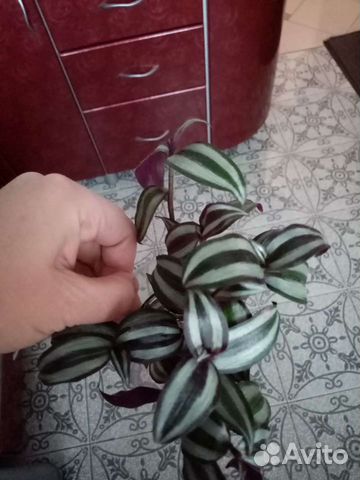 Традесканция Зебрина