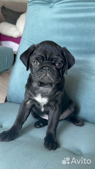 Щенки Мопса