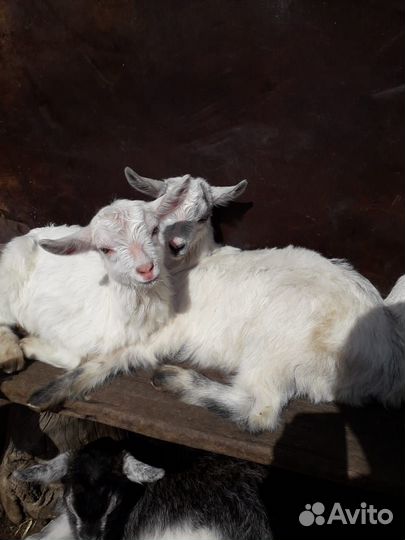 Продаются козлята