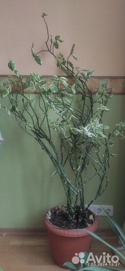 Цветок комнатный педилантус