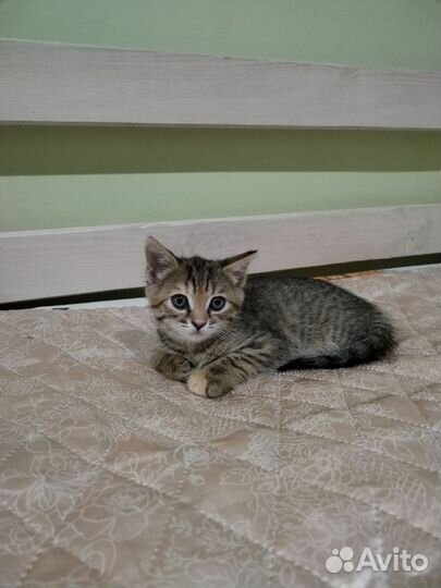 Отдам котенка в добрые руки